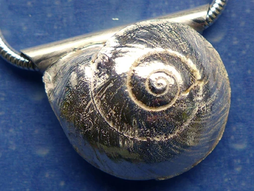 Unterwasser Schmuck Anhänger Knopfschnecke schk