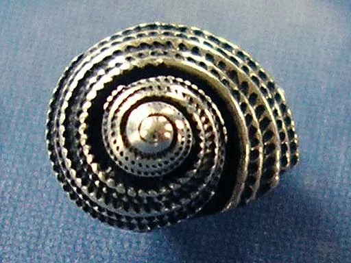 Meer Ohrringe Silber Erdbeerschnecke