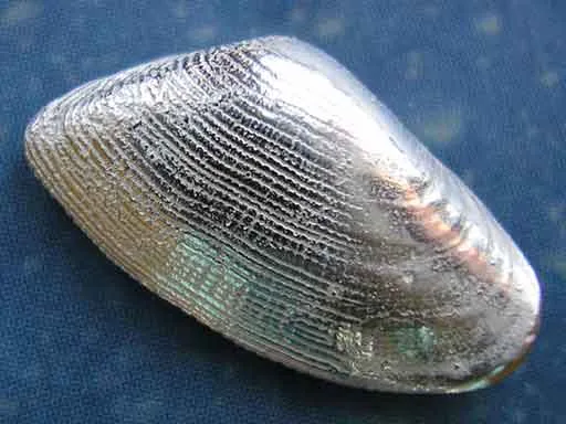 Maritimschmuck Sägezahn Muschel Ohrstecker s