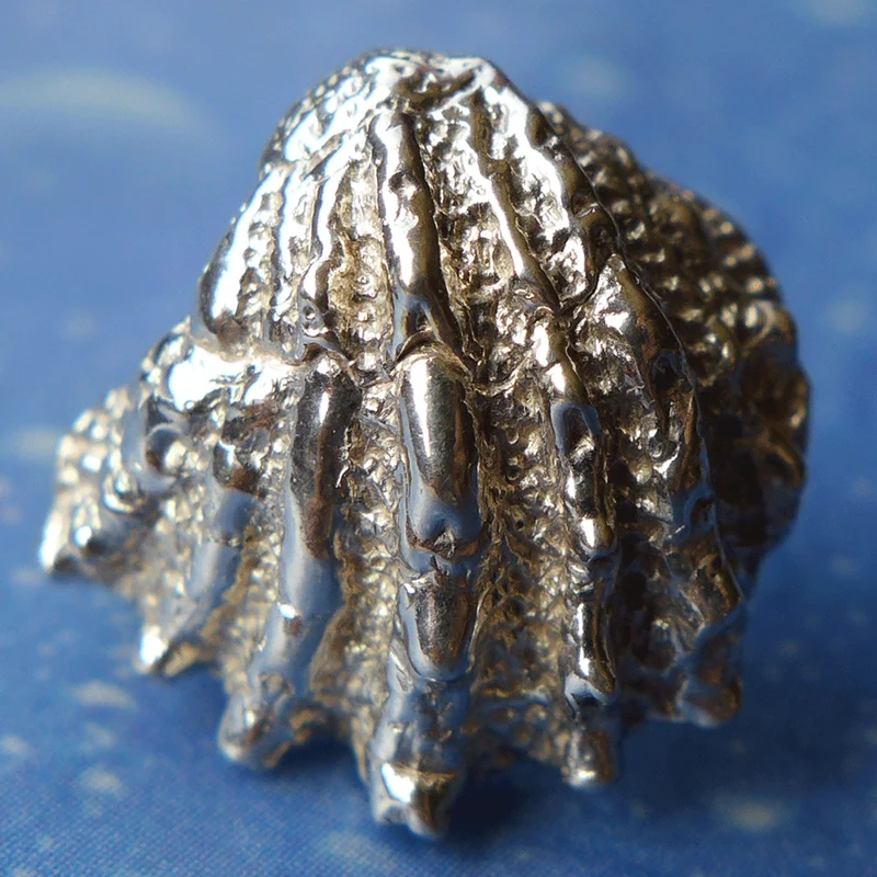 Maritimschmuck Ohrstecker Fächer Muschel m