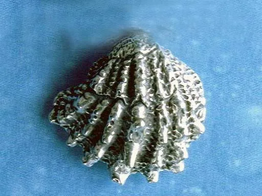 Maritimschmuck Ohrstecker Fächer Muschel m