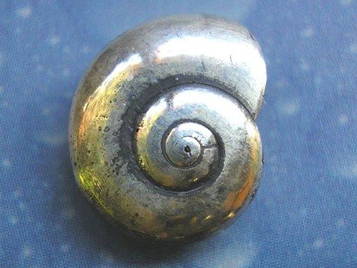 Maritimer Schmuck Ohrstecker Sonnenknopf Schnecke