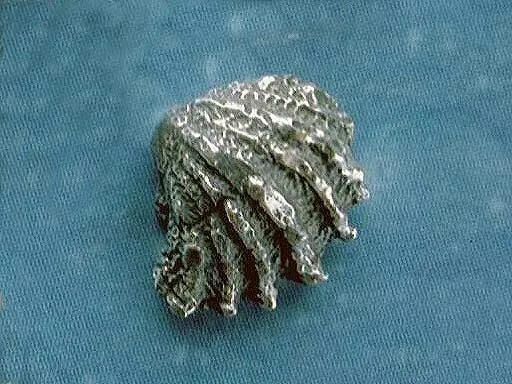 Maritimer Schmuck Ohrschmuck Fächermuschel s