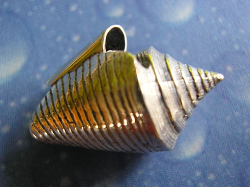 Maritimer Schmuck Kegelschnecke Anhänger