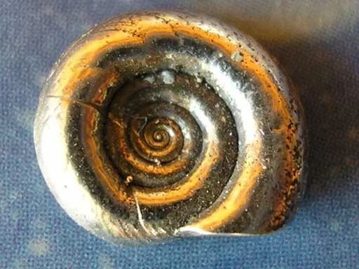 Lagunen Schmuck Schnecke Silber fl