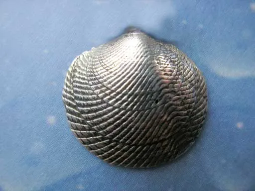 Huttons Mondmuschel small Pin