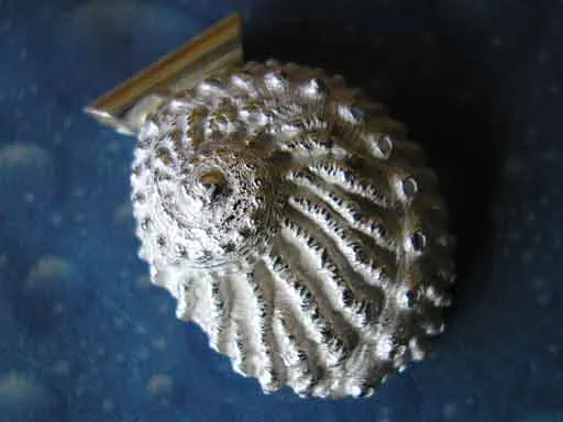 Hübsches Meerohr Anhänger Silber