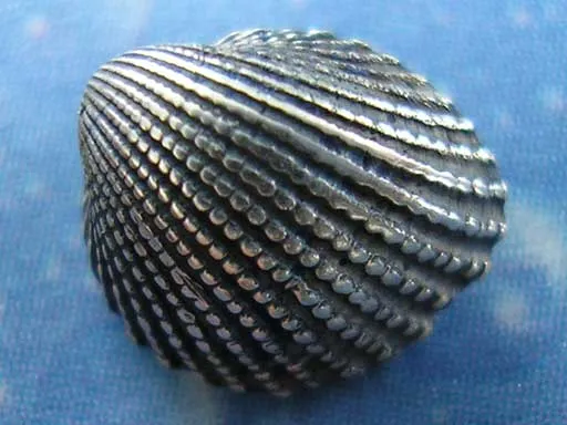 Herzmuschel Taucher Schmuck Ohrstecker Silber xs