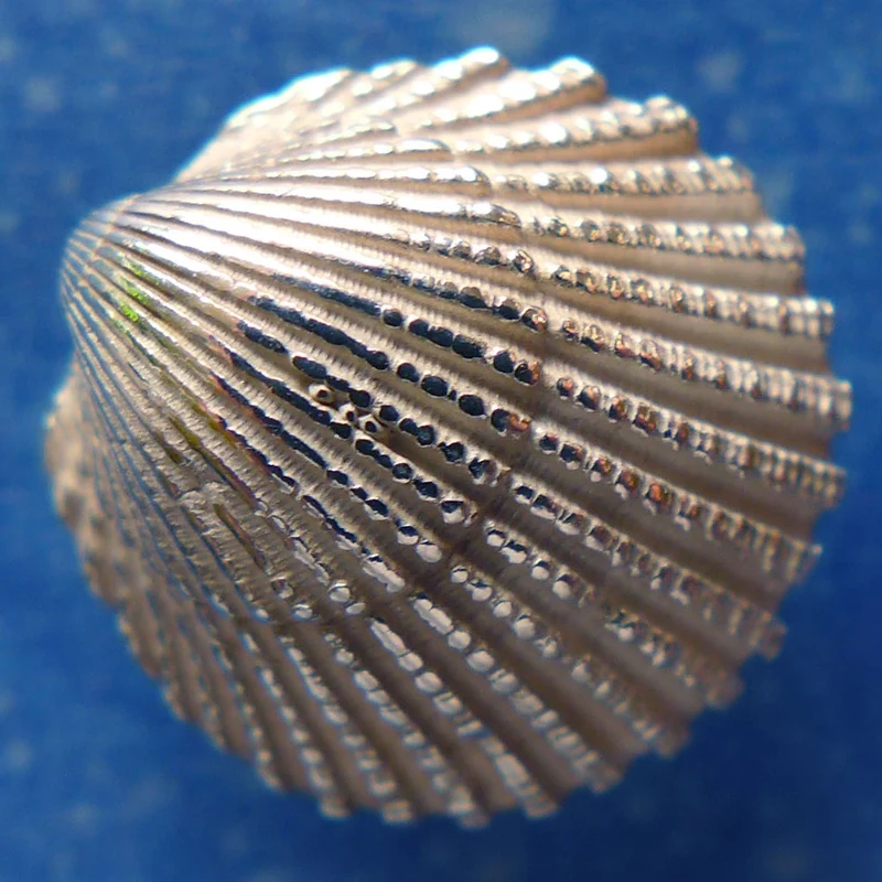 Herzmuschel Ozean Schmuck Ohrring os