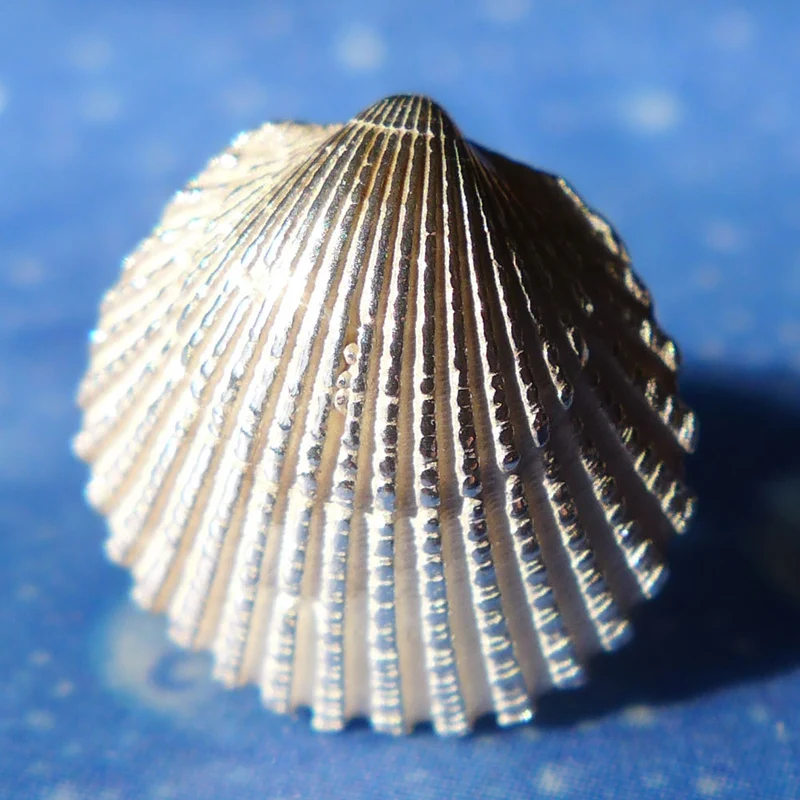 Herzmuschel Ozean Schmuck Ohrring os