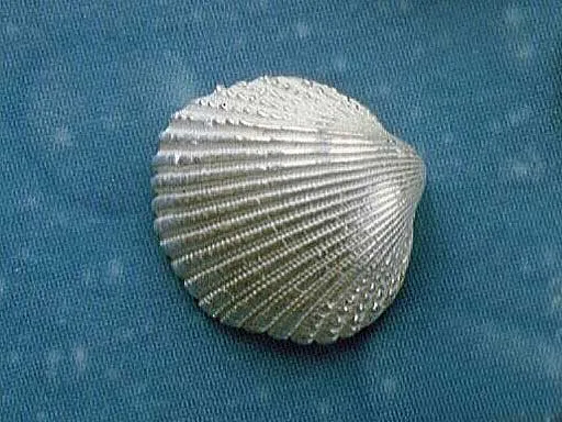 Herzmuschel Ohrstecker Silberschmuck f