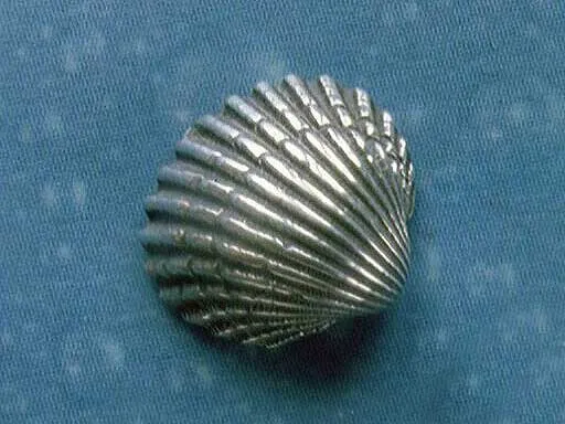 Herzmuschel Ohrstecker Silber breit