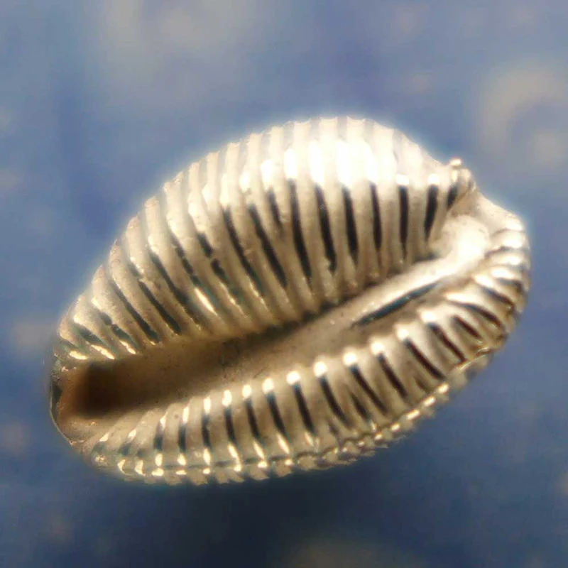 Kauri Muschel Ohrstecker Silber Schnecke