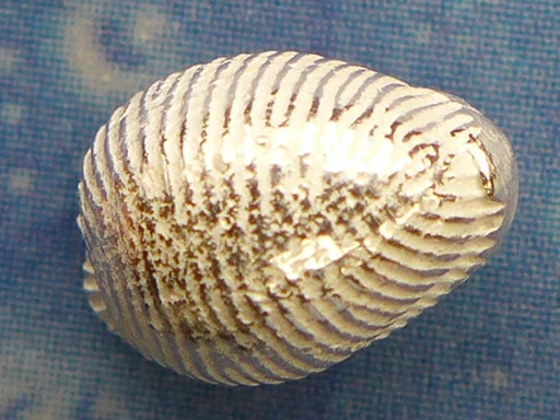 Kauri Muschel Ohrstecker Silber Schnecke