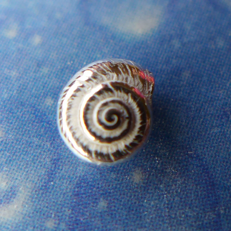 Maritime Ohrstecker Silberschmuck Knopfschnecke xxxs