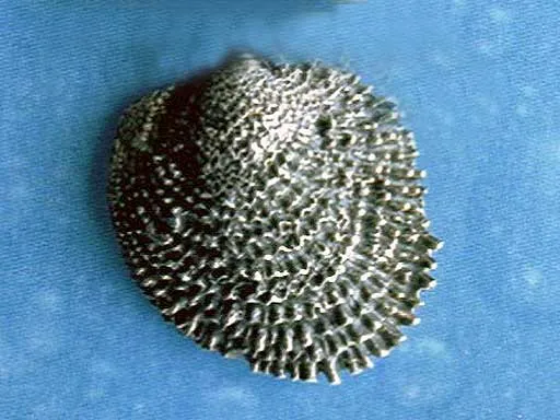 Maritime Ohrstecker Katzenzunge