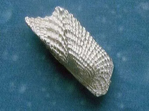 Kahnmuschel Arche s Ohrstecker