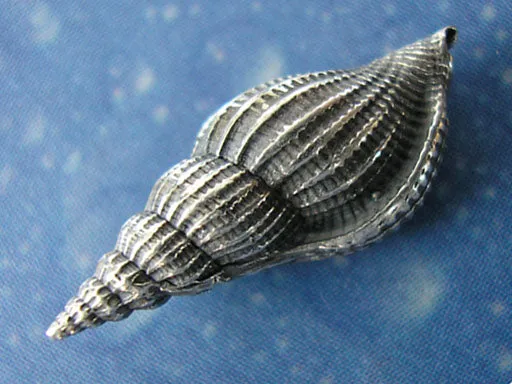 Inselschmuck Schnabelschnecke Ohrstecker xs