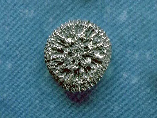 Taucher Schmuck Koralle Ohrstecker