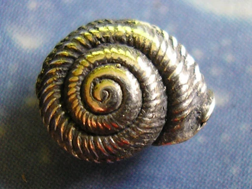 Sommer Sonne Strand Ohrstecker Schnecke qu
