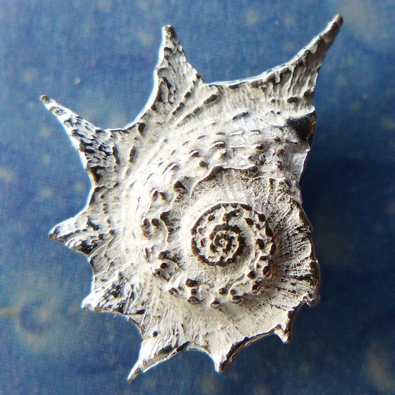 Sternschnecke Ohrstecker Silber Taucherschmuck