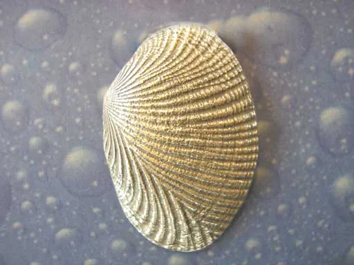Gemusterte Muschel Brosche