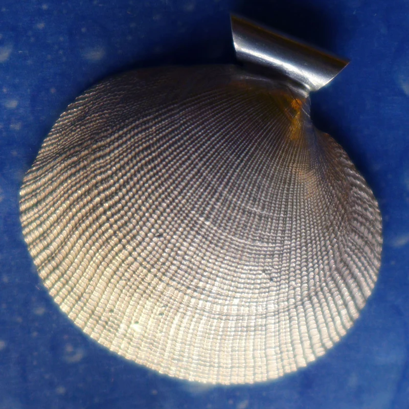 Feiner Muschelschmuck Kettenanhänger Silber