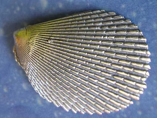 Feilenmuschel Pin