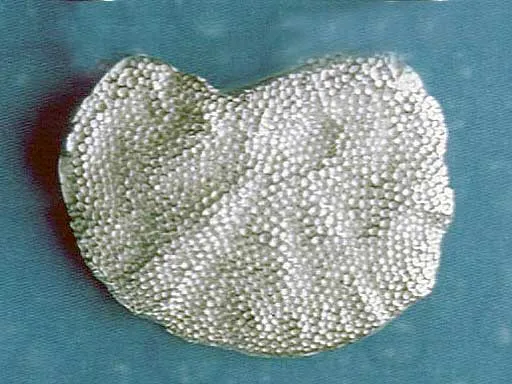 Baumpilz Pin
