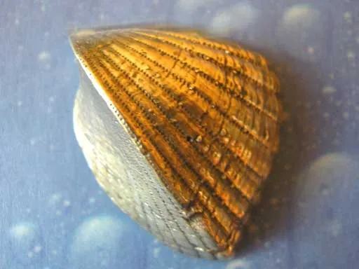 Flache Herzmuschel Brosche
