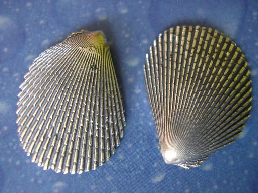 Clam Shell Muschel Ohrstecker Feile
