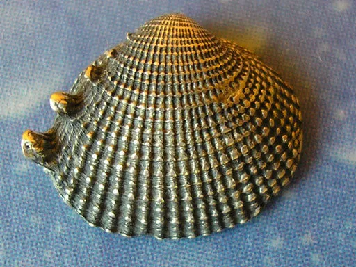 Silberschmuck Muschel Ohrstecker Venus LV st
