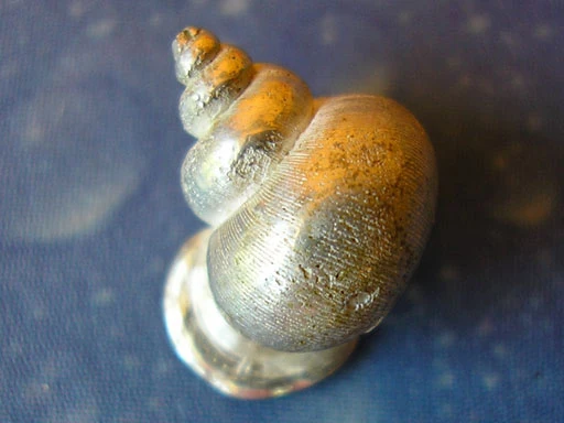 Silber Ohrstecker Meeresmotiv Wendeltreppe gl