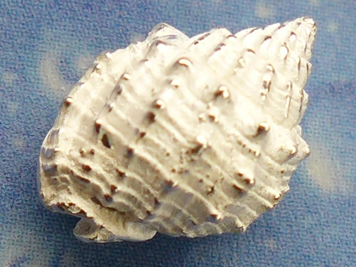 Silber Ohrstecker Korbschnecke