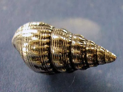 Seetang Schnecke Ohrstecker Schmuck m