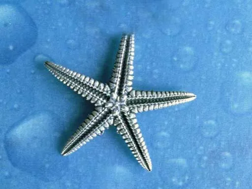 Seestern medium Brosche