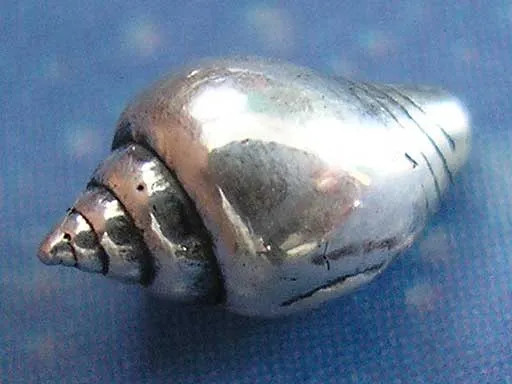 Scuba Schmuck Strombus Ohrstecker xs