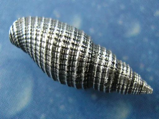 Schmuck Insel Meer Mitra Ohrstecker s