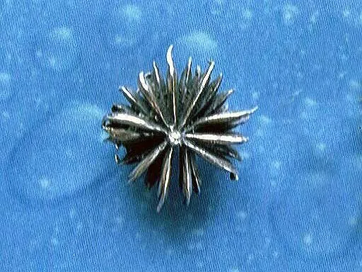 Schmuck für Blumenkinder Nelkenwurz