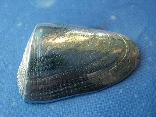 Sägezahnmuschel Brosche