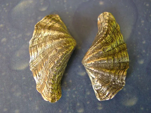 Riesenmuschel Taucher Ohrstecker s