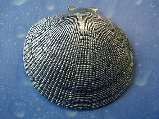 Punktmond Muschel Anhänger