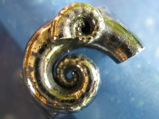 Posthornschnecken Ring