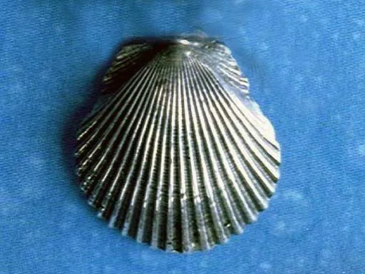 Pilgerweg Muschel Ohrstecker Silber xs