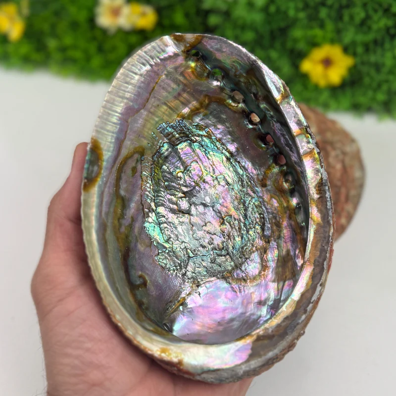 Abalone-Muschel