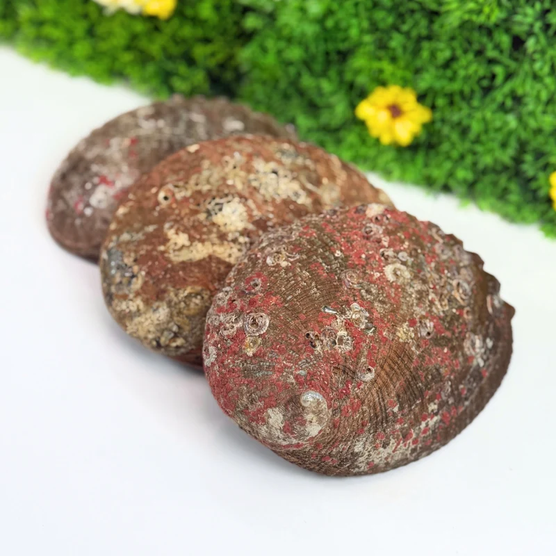 Abalone-Muschel