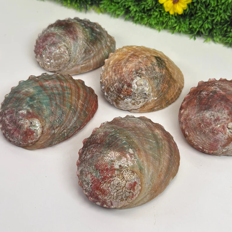 Abalone-Muschel