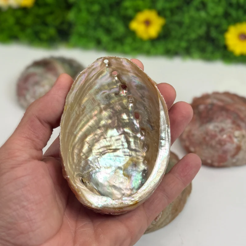 Abalone-Muschel