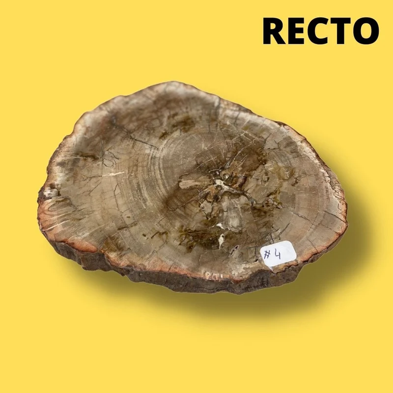 Versteinertes Holz #4