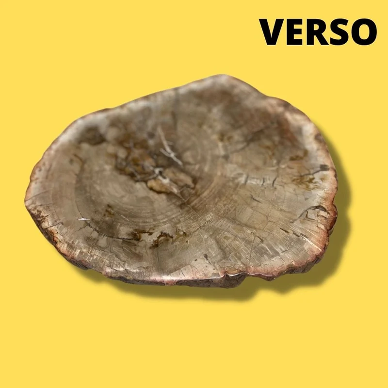 Versteinertes Holz #4